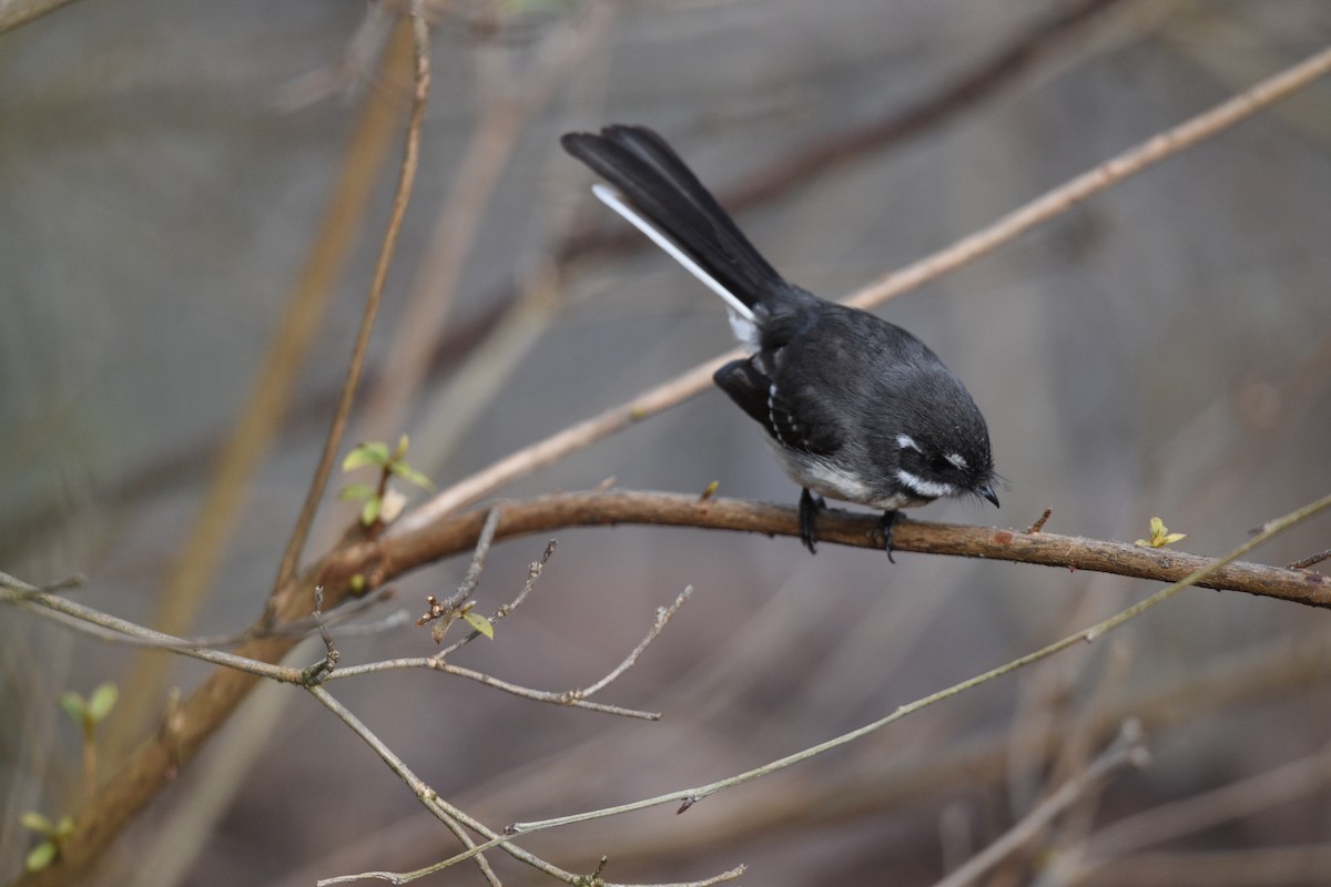 Gray Fantail - ML642198074