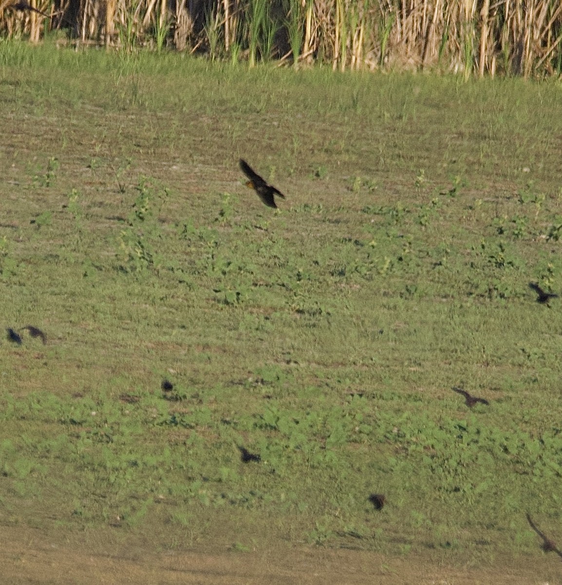 Yellow-headed Blackbird - ML642198076