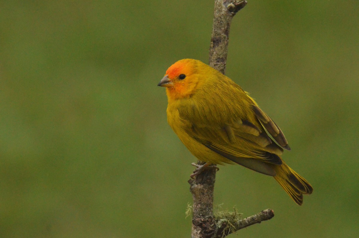 Saffron Finch - ML642198092