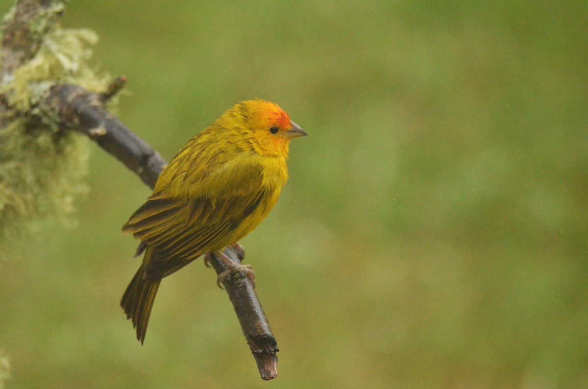 Saffron Finch - ML642198093