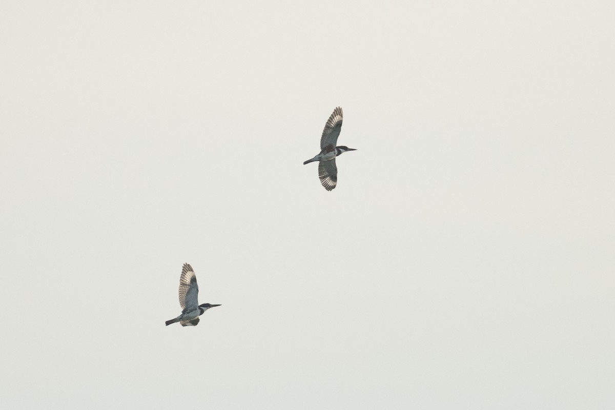Belted Kingfisher - ML642198101