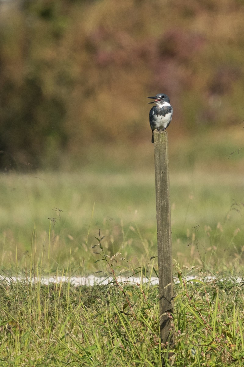 Belted Kingfisher - ML642198104