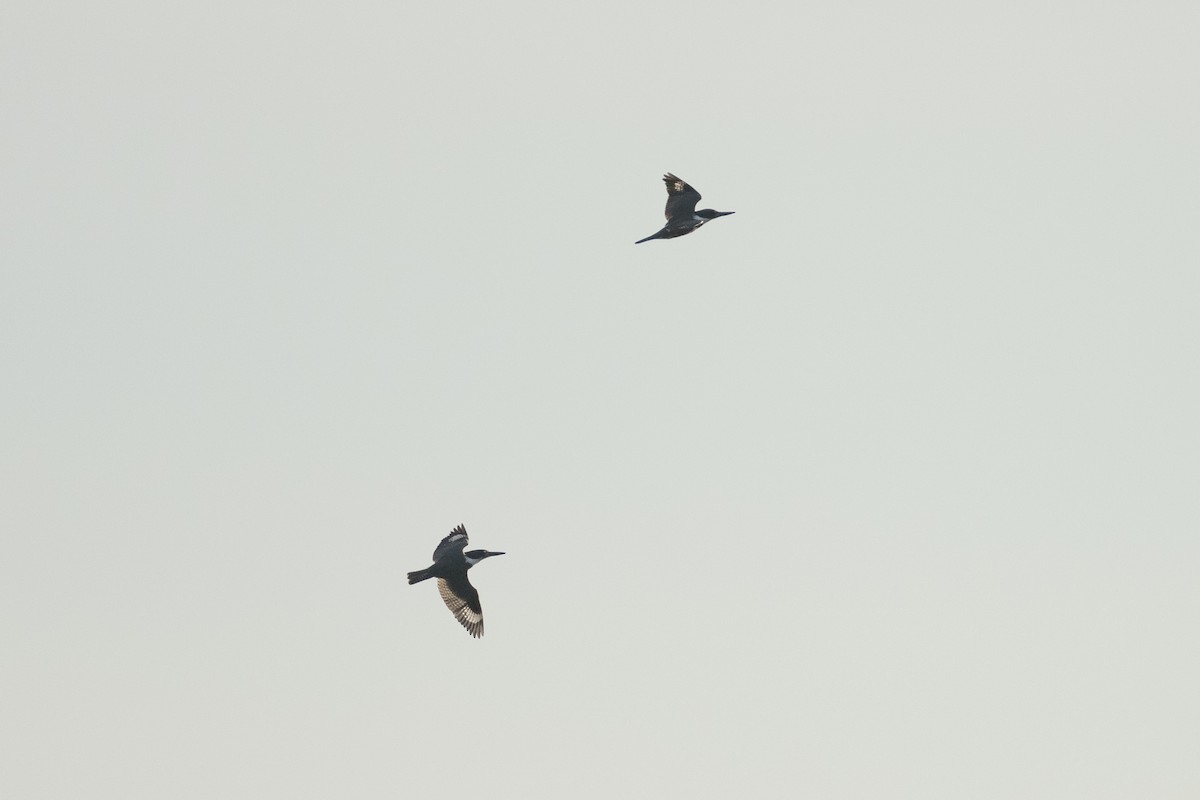 Belted Kingfisher - ML642198105
