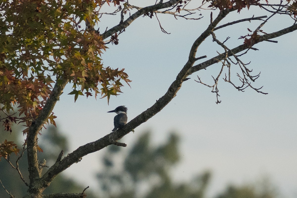 Belted Kingfisher - ML642198106