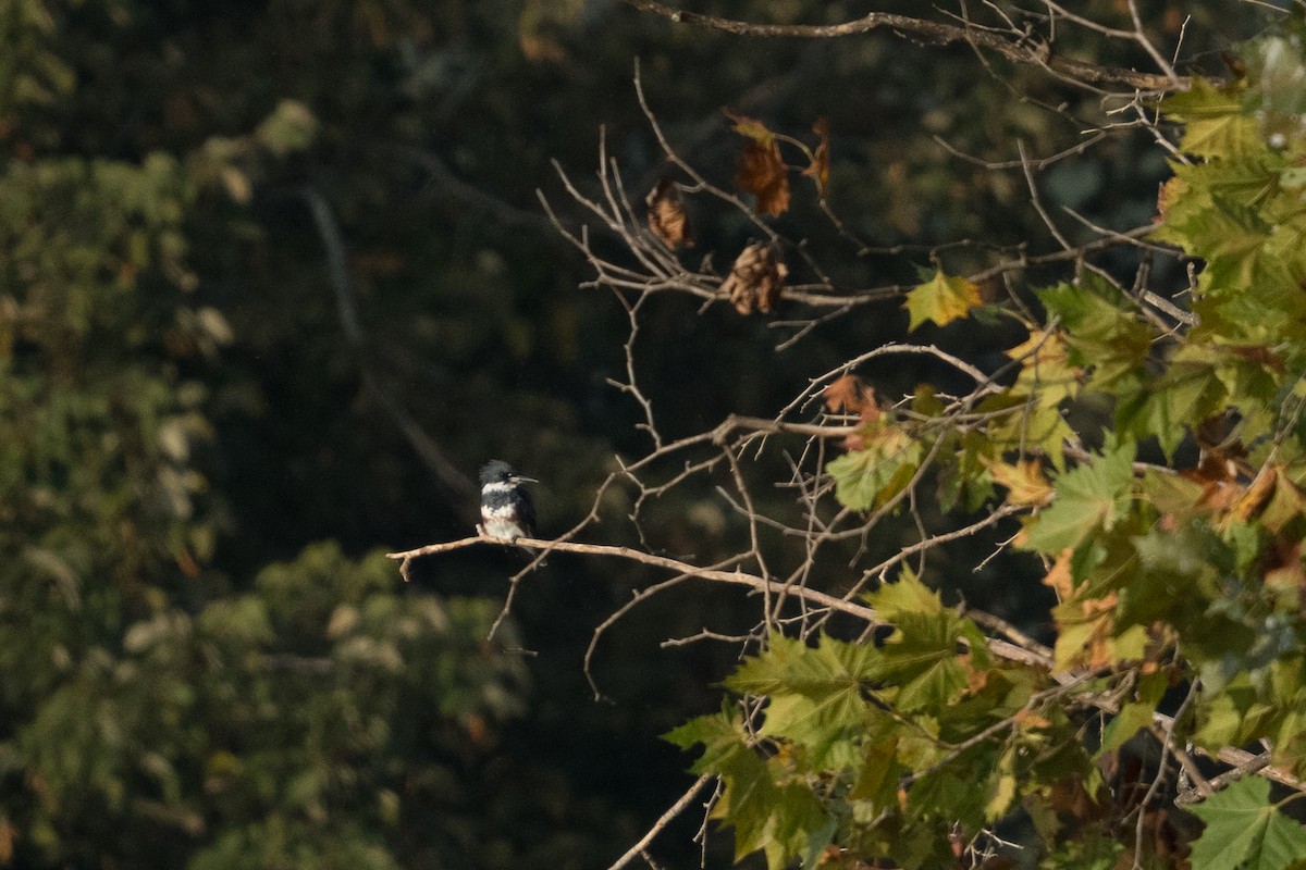 Belted Kingfisher - ML642198107