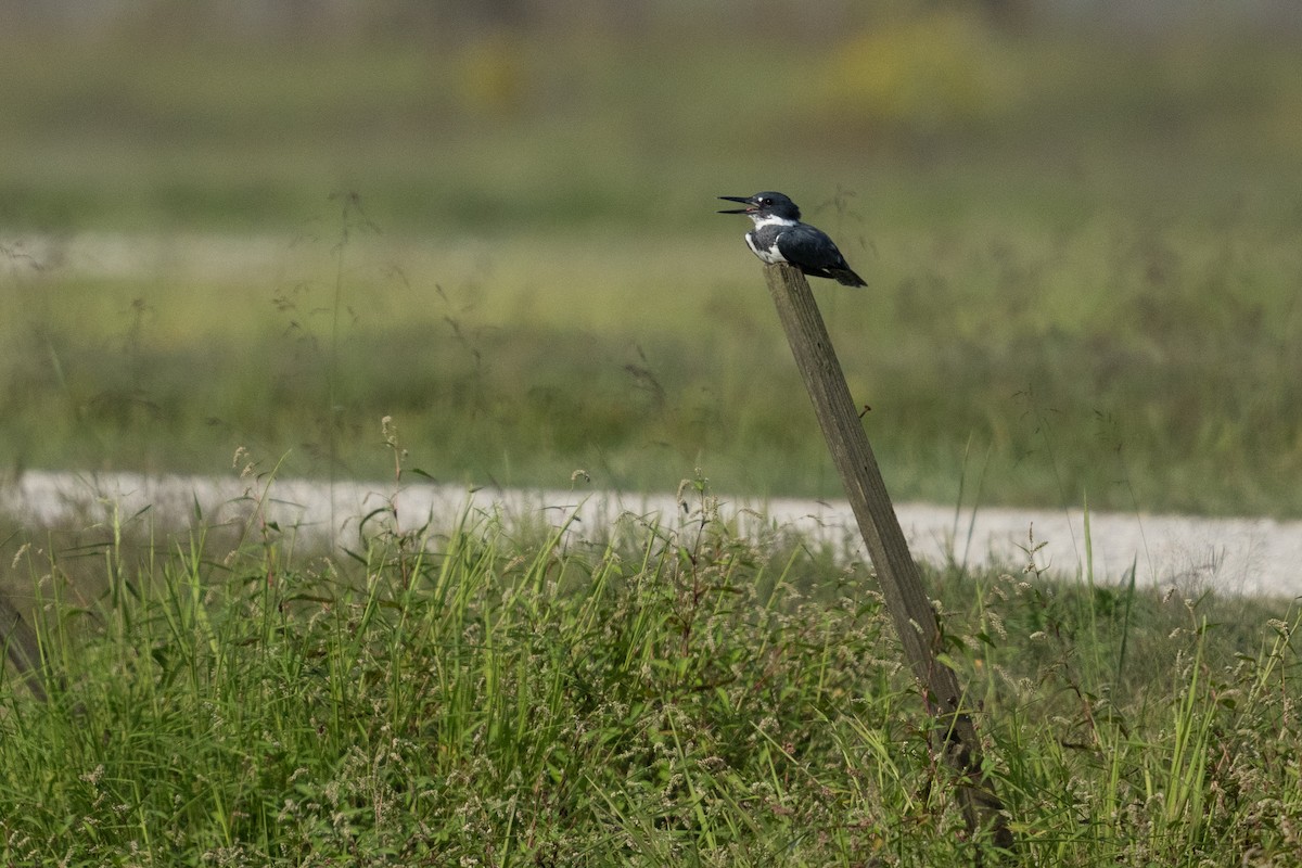 Belted Kingfisher - ML642198108