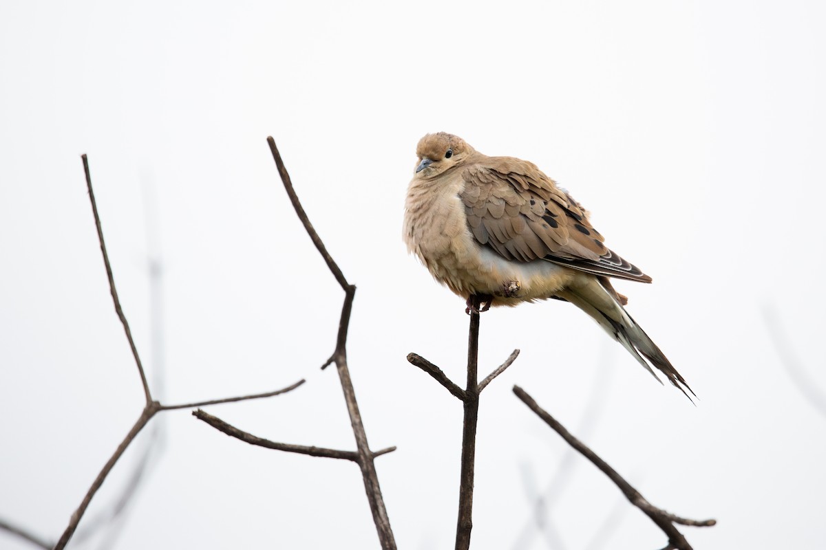 Mourning Dove - ML642198120