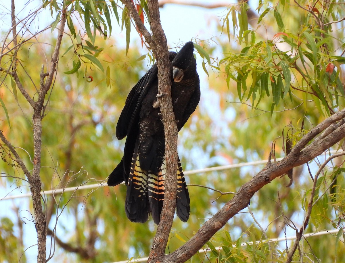 Red-tailed Black-Cockatoo - ML642198121
