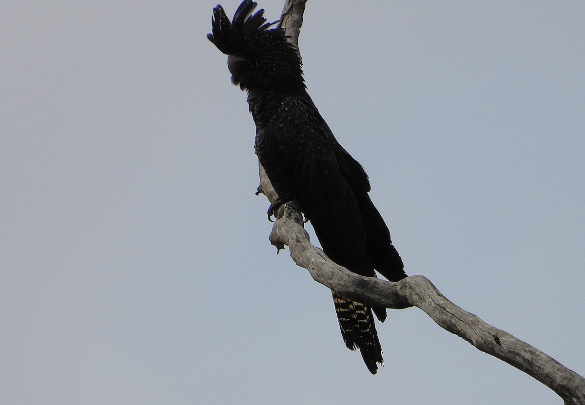 Red-tailed Black-Cockatoo - ML642198127