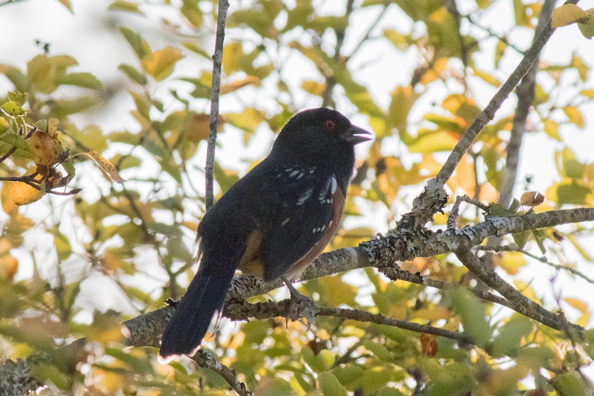 Spotted Towhee - ML642198128