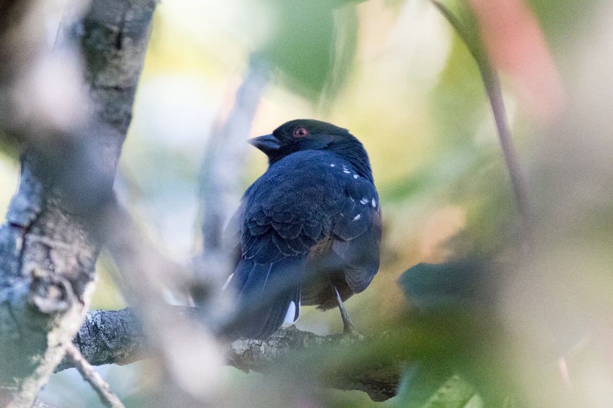 Spotted Towhee - ML642198161