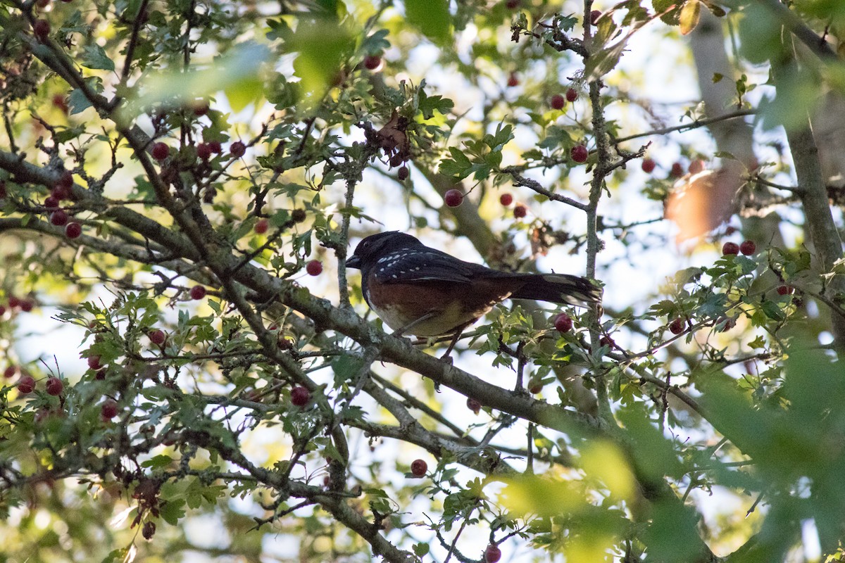 Spotted Towhee - ML642198162