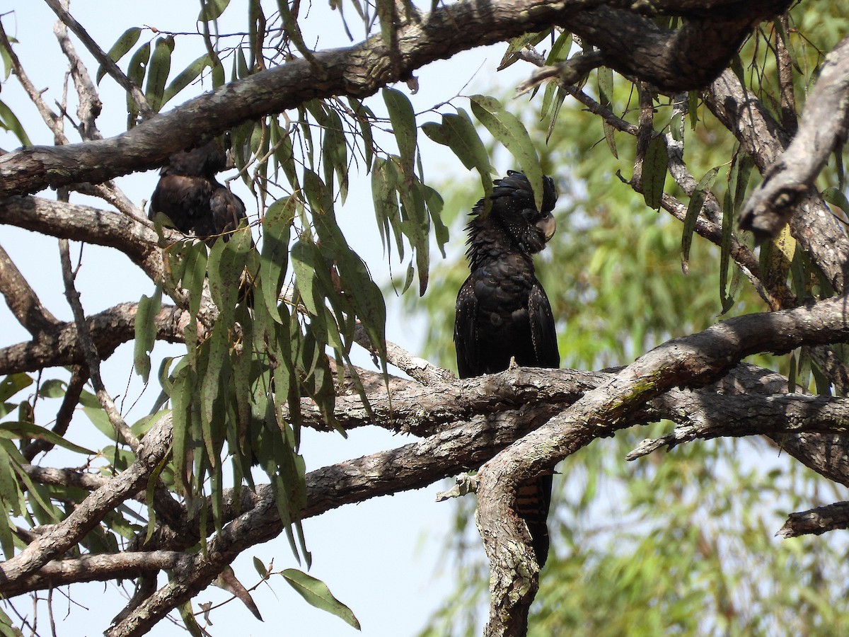 Red-tailed Black-Cockatoo - ML642198168