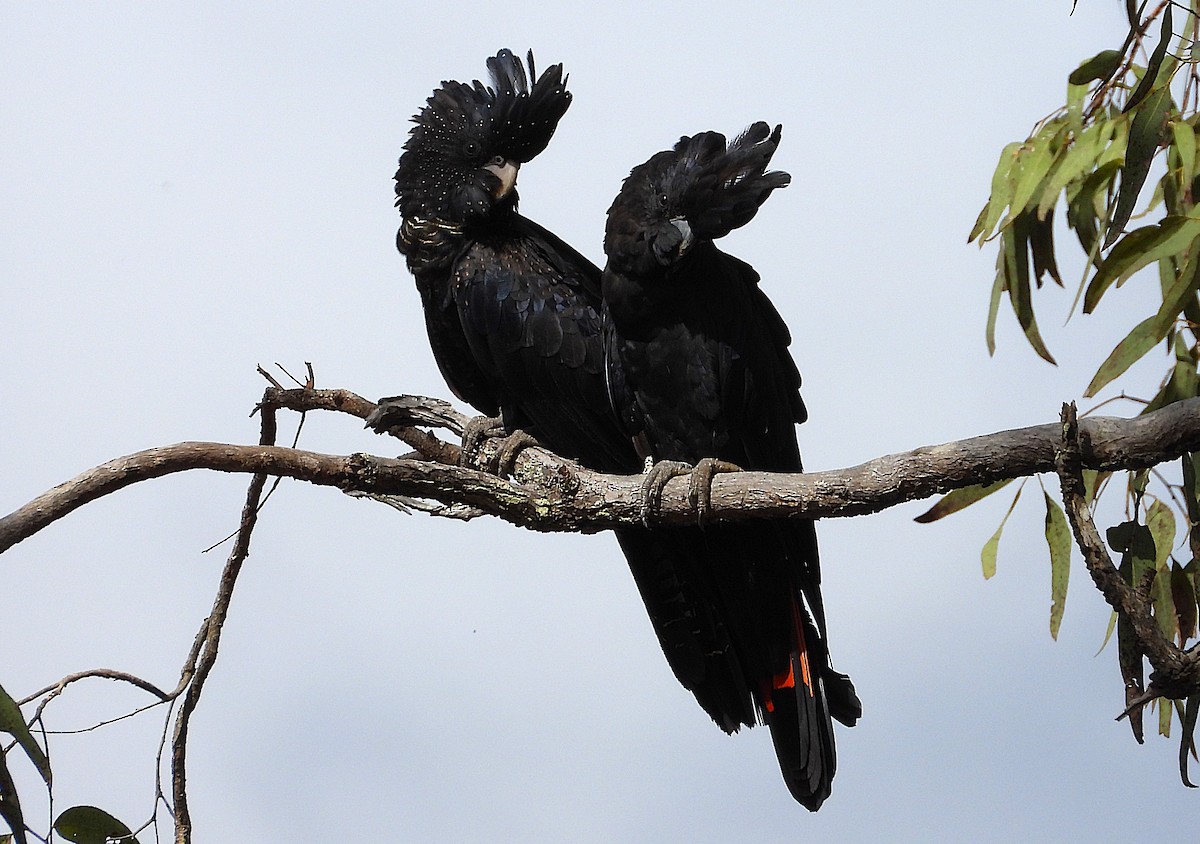 Red-tailed Black-Cockatoo - ML642198177