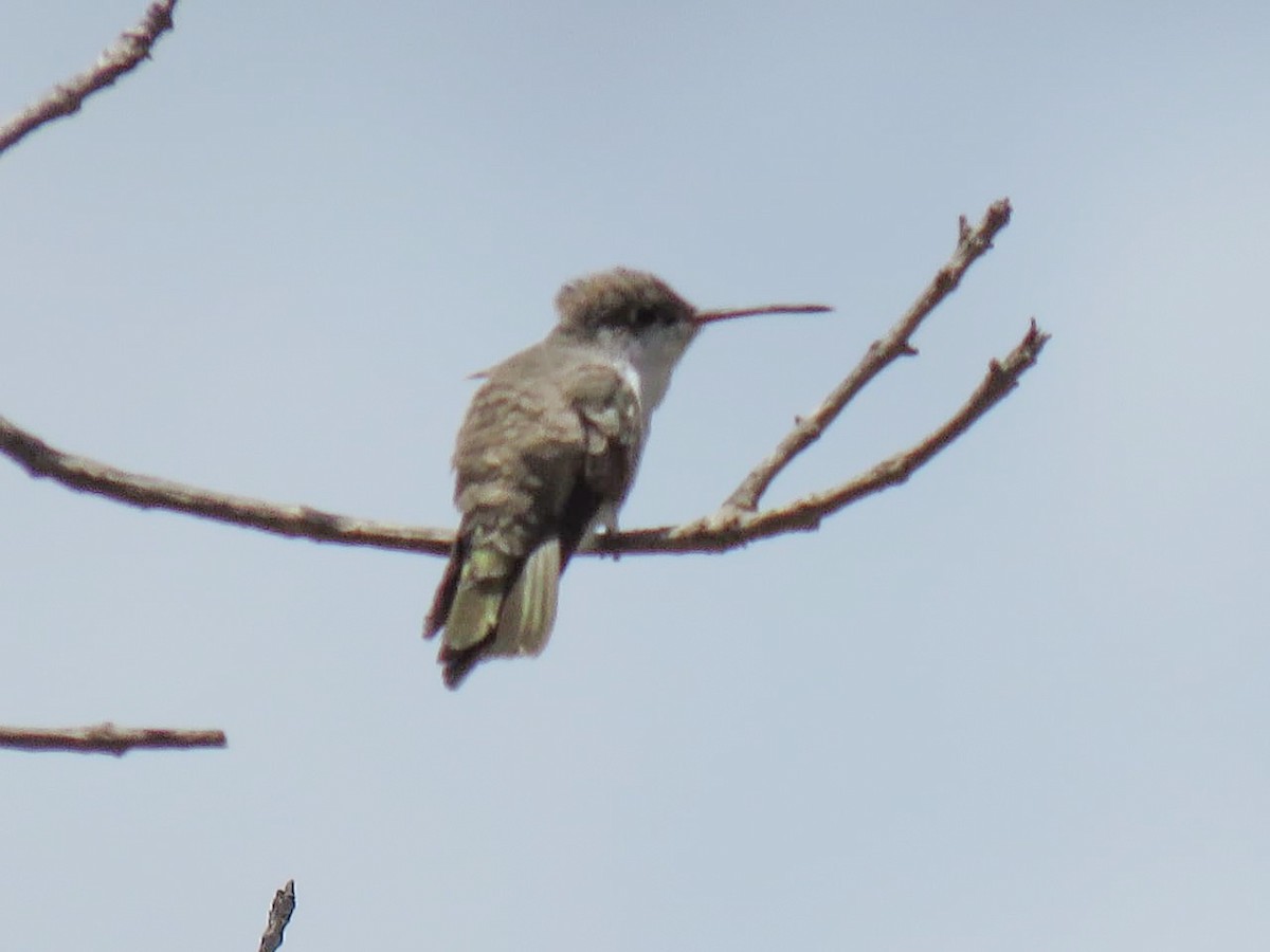 Violet-crowned Hummingbird - ML642198204