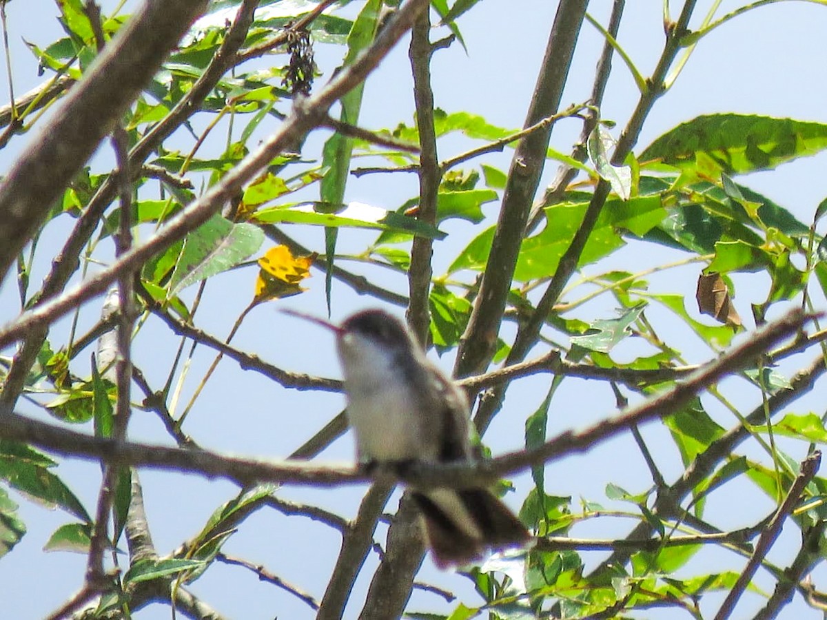 Violet-crowned Hummingbird - ML642198205