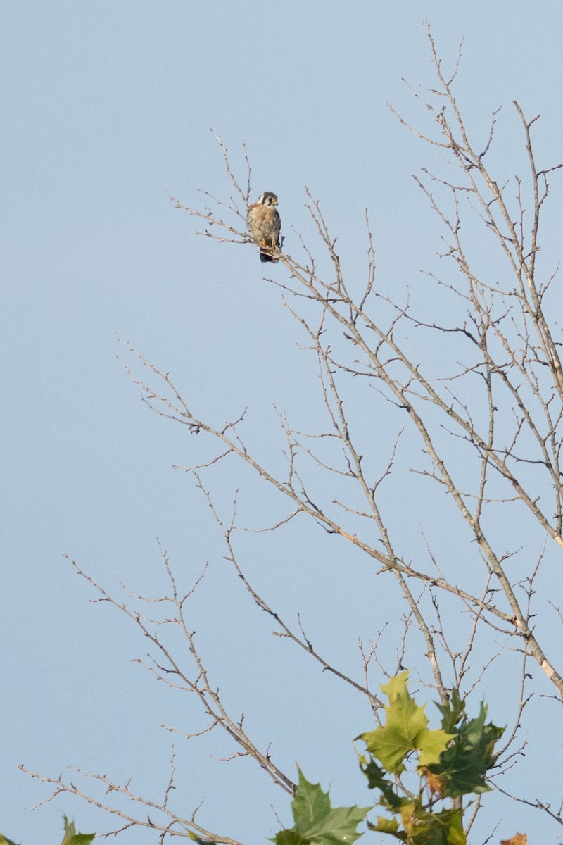 American Kestrel - ML642198207