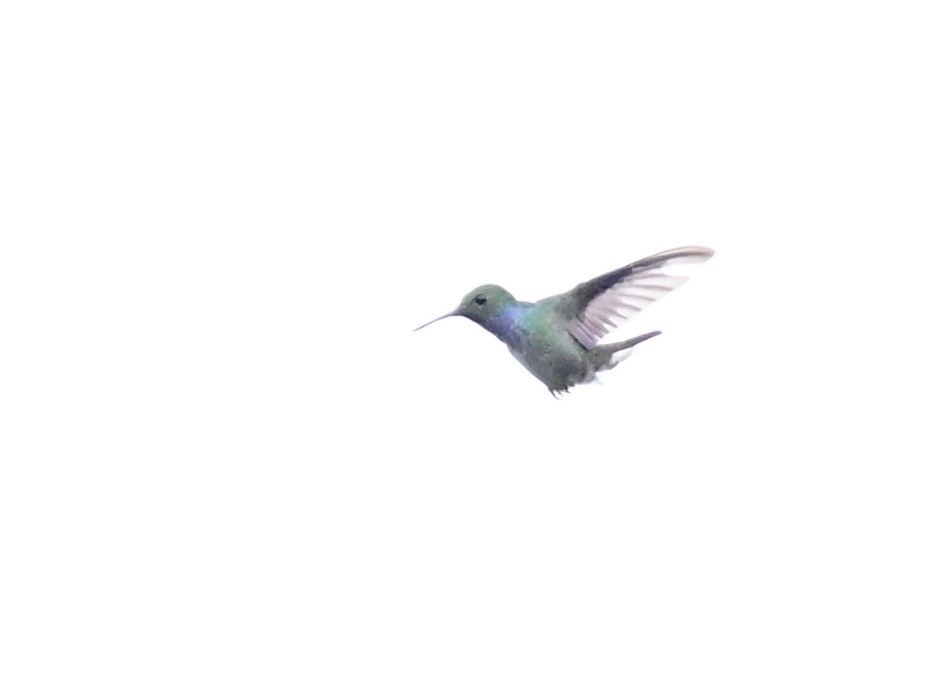 blåbrystkolibri - ML642198220