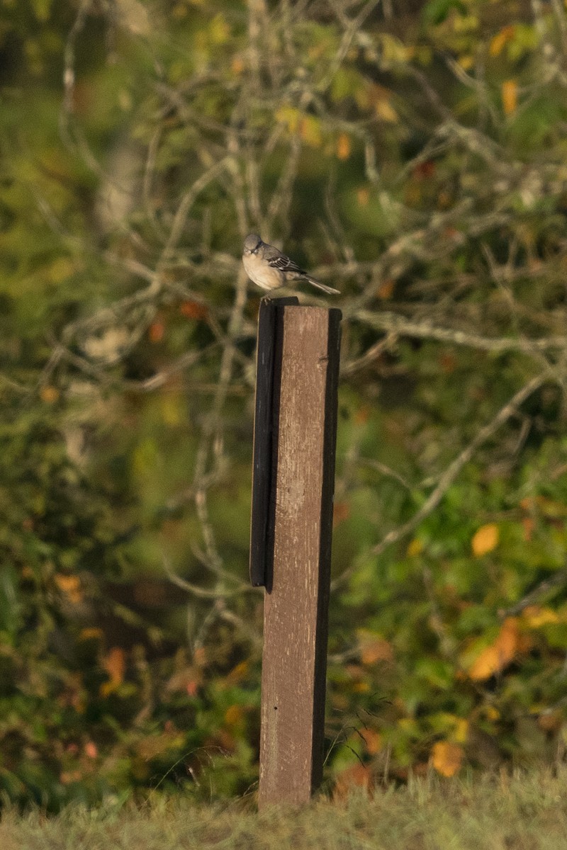 Northern Mockingbird - ML642198244