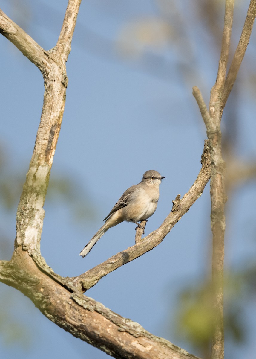 Northern Mockingbird - ML642198245