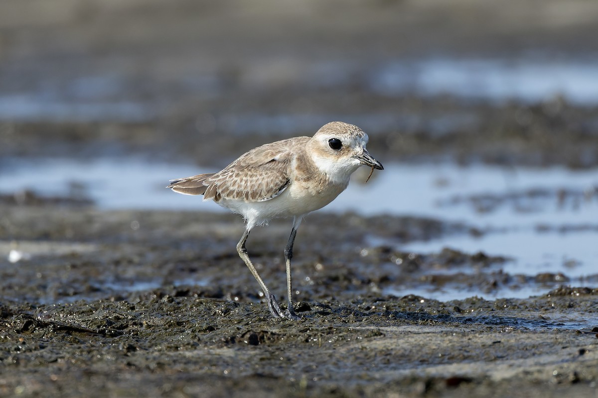 Tibetan Sand-Plover - ML642198247