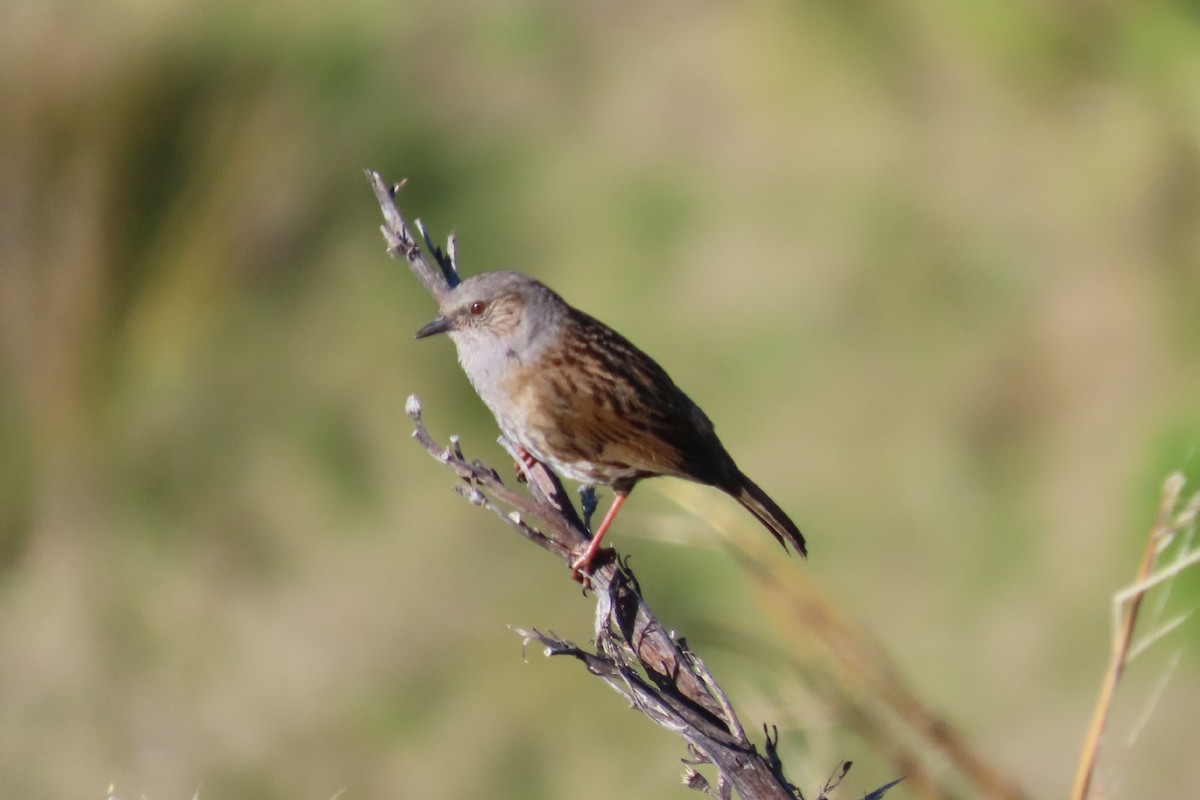 pěvuška modrá - ML642198262