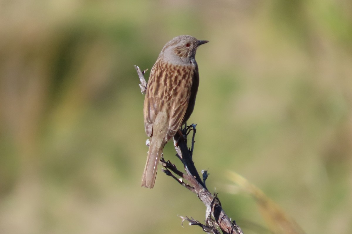 pěvuška modrá - ML642198267