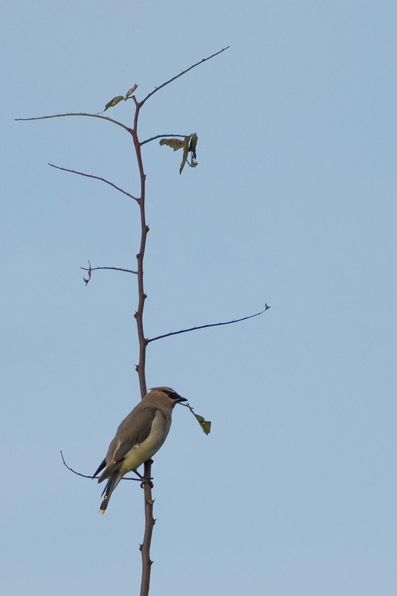Cedar Waxwing - ML642198289