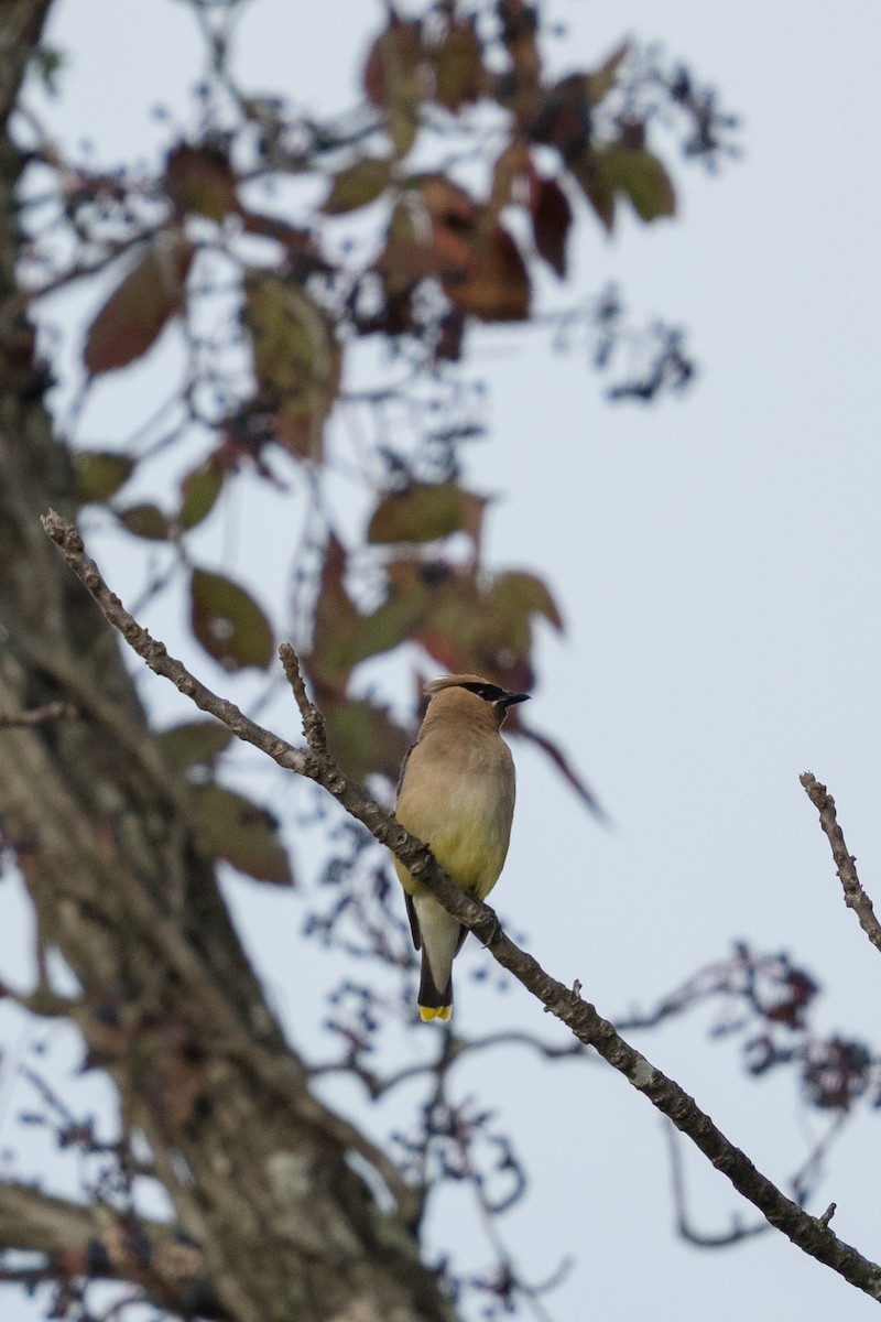 Cedar Waxwing - ML642198290