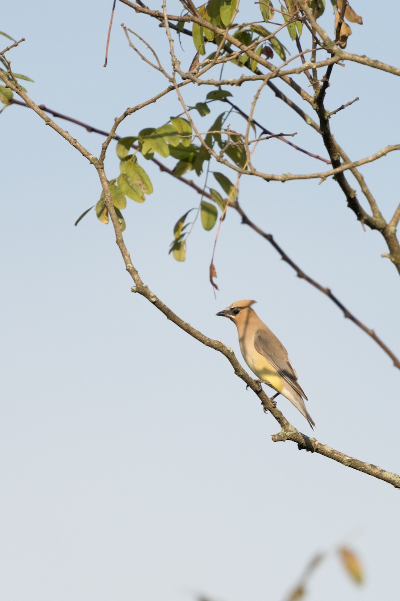 Cedar Waxwing - ML642198291