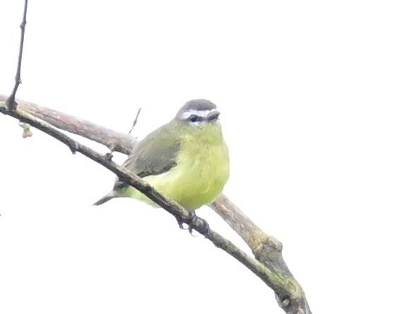 Brown-capped Tyrannulet - ML642198297