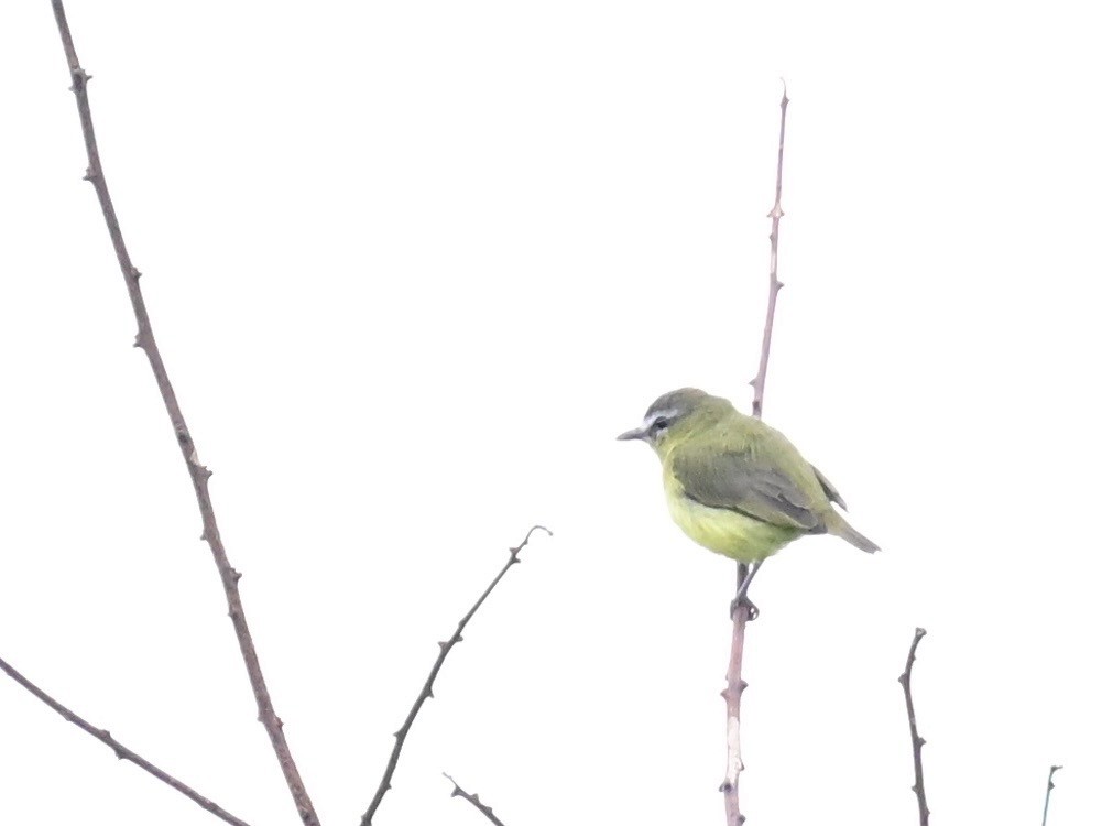 Brown-capped Tyrannulet - ML642198298