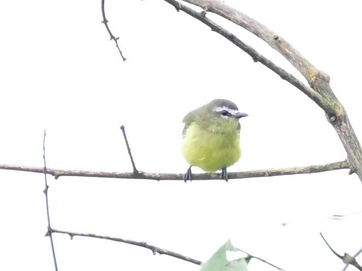 Brown-capped Tyrannulet - ML642198299