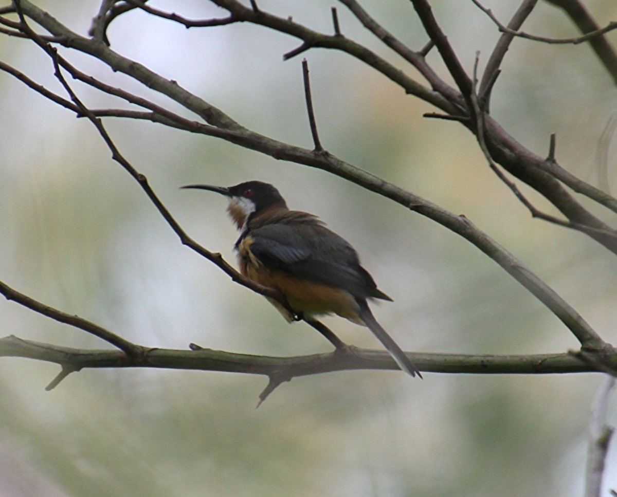 Eastern Spinebill - ML642198329