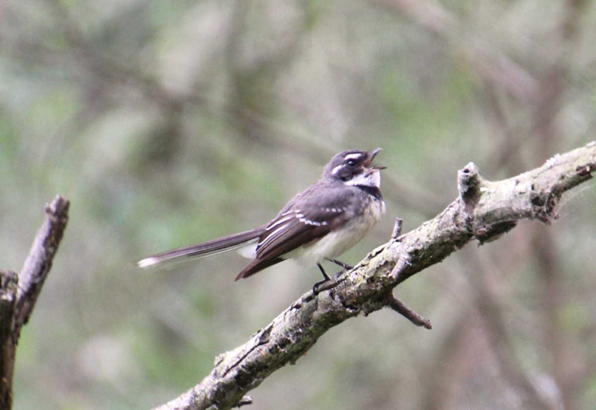 Gray Fantail - ML642198348