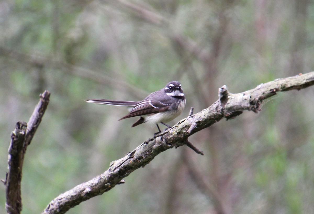 Gray Fantail - ML642198349