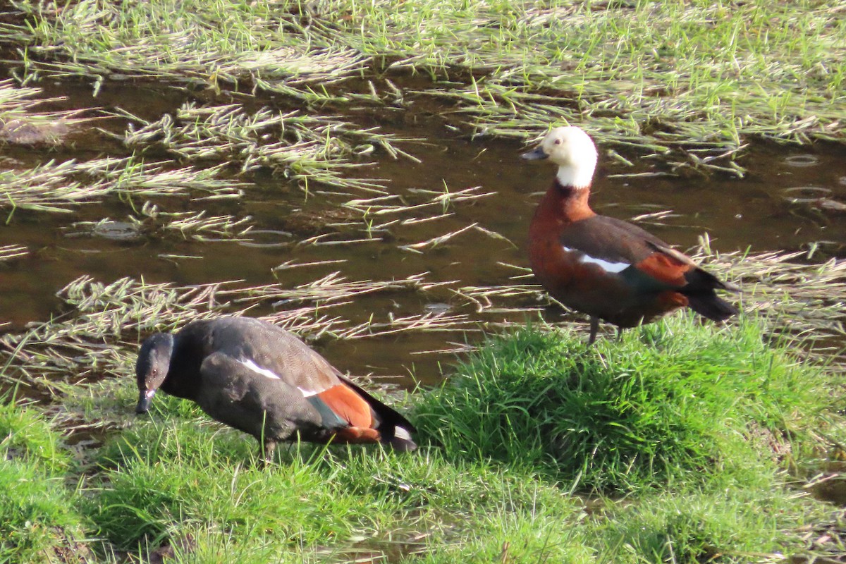 husice rajská - ML642198373