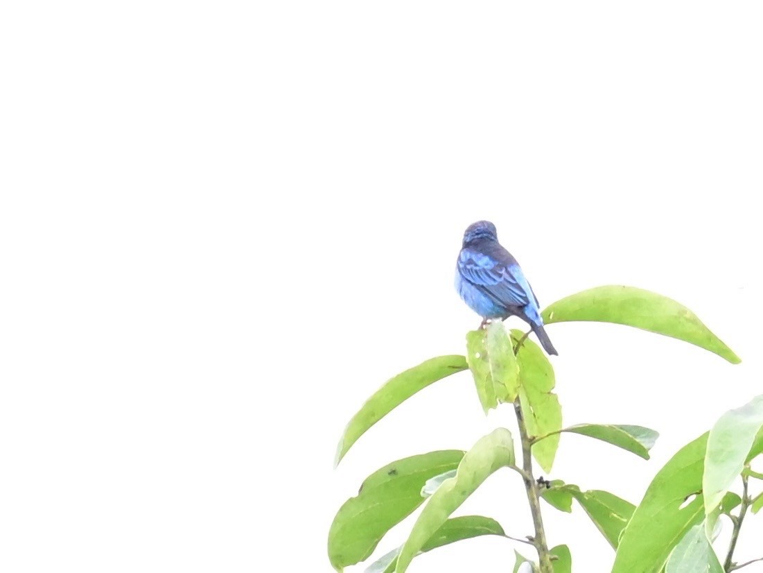 Blue Dacnis - ML642198381