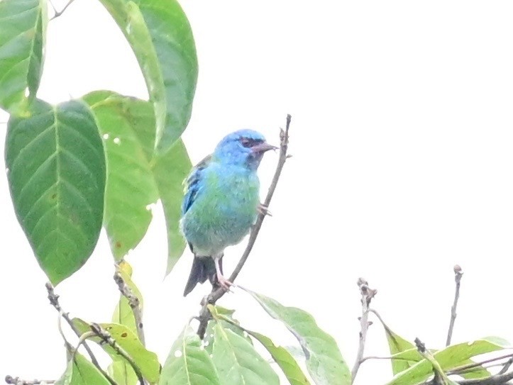 Blue Dacnis - ML642198382