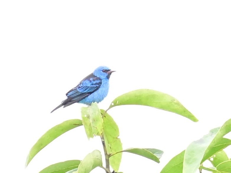Blue Dacnis - ML642198383
