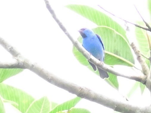 Blue Dacnis - ML642198384