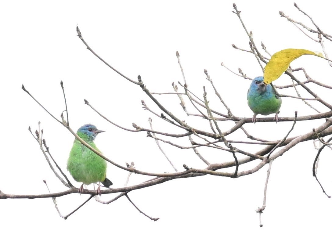 Blue Dacnis - ML642198385