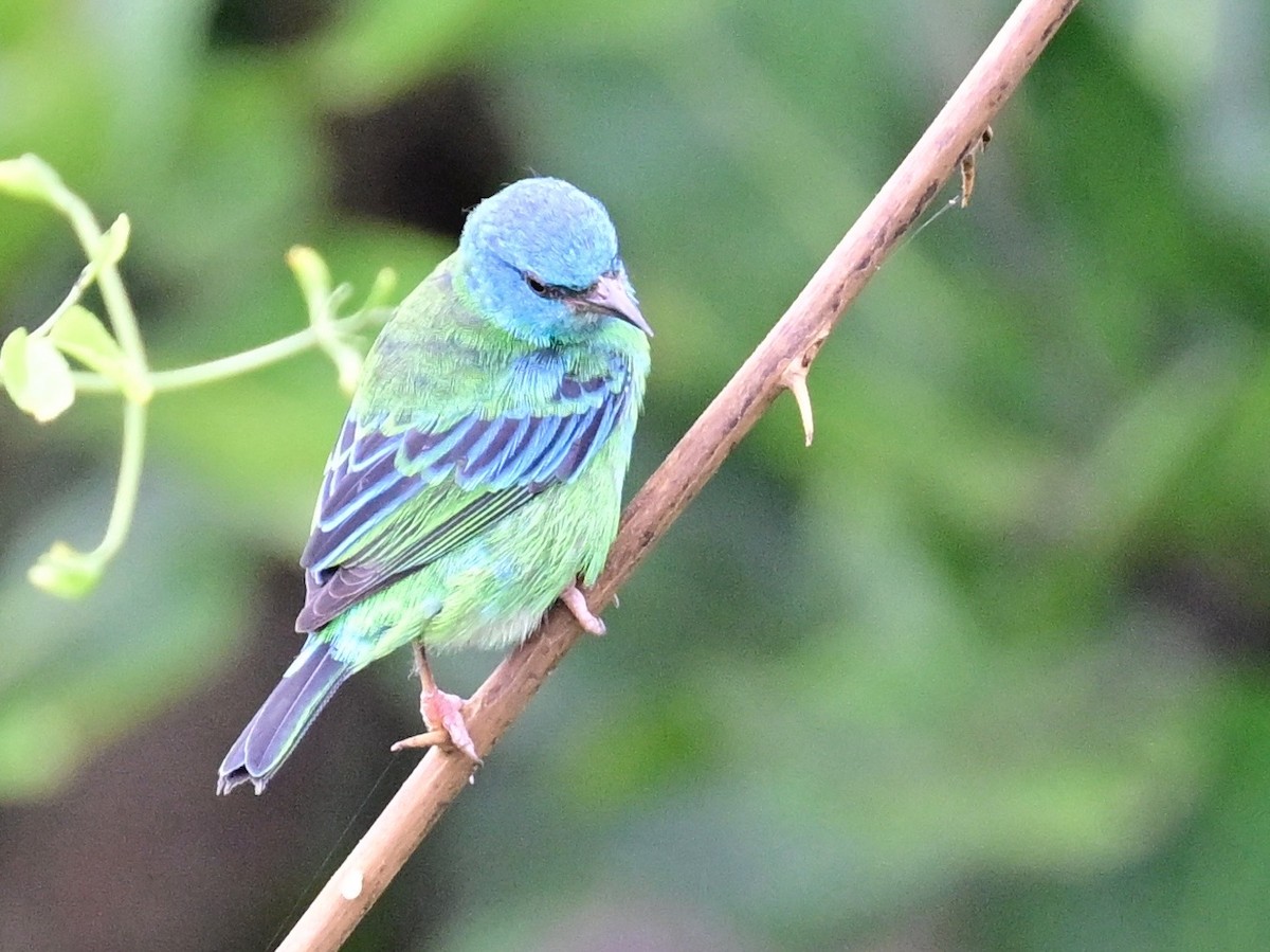 Blue Dacnis - ML642198386