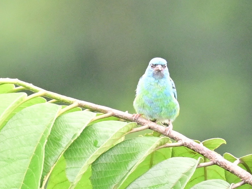 Blue Dacnis - ML642198387
