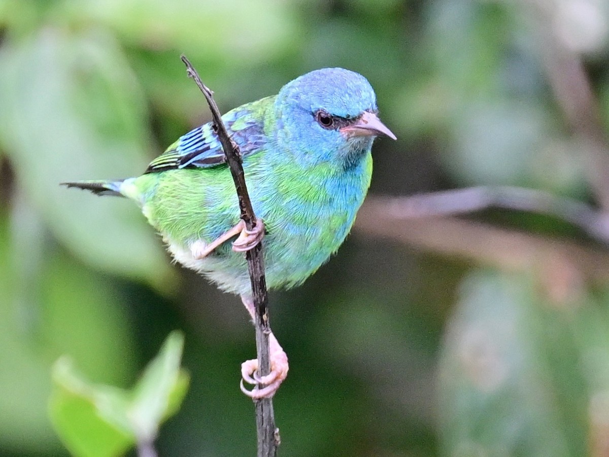 Blue Dacnis - ML642198388
