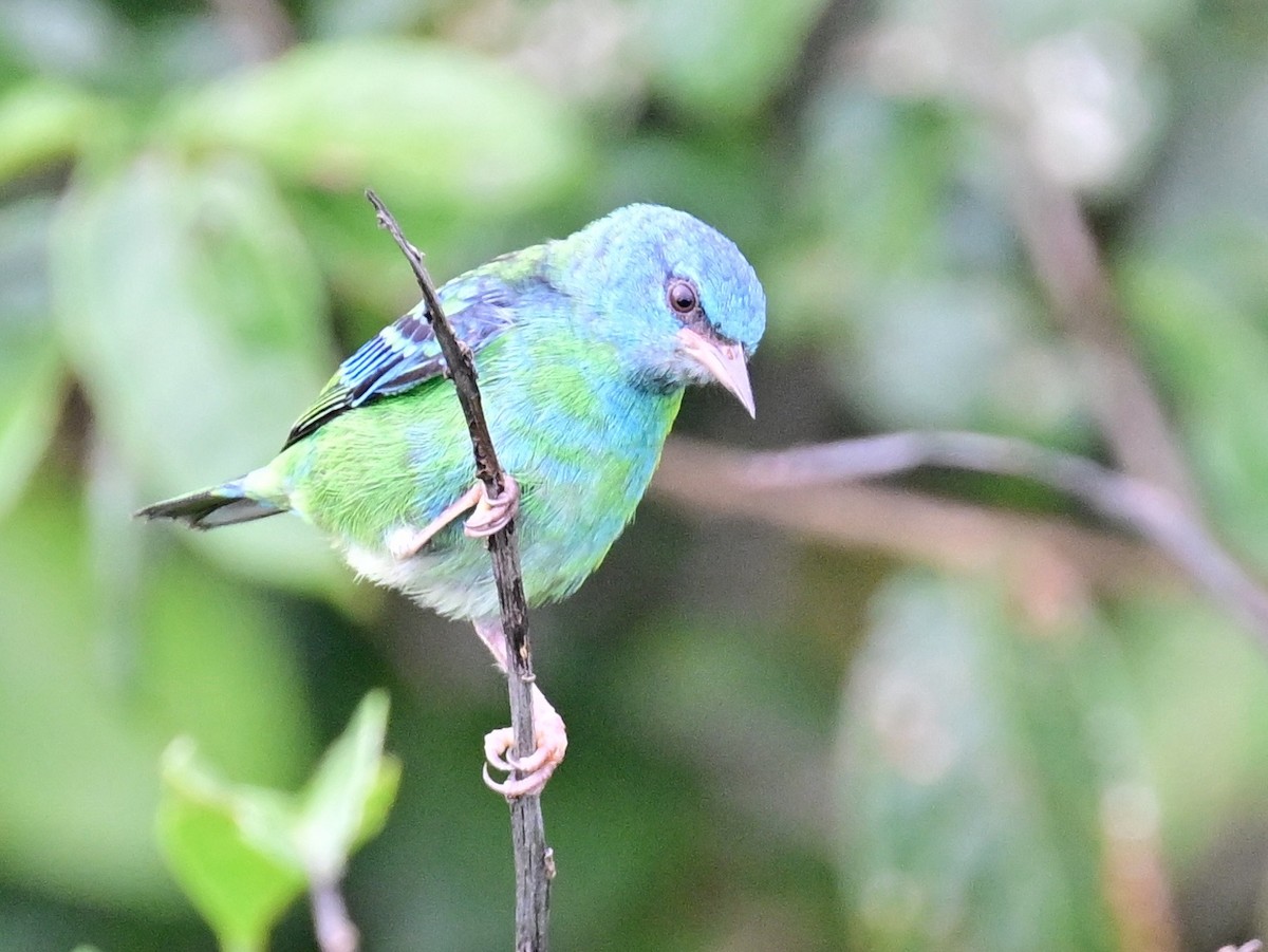 Blue Dacnis - ML642198389