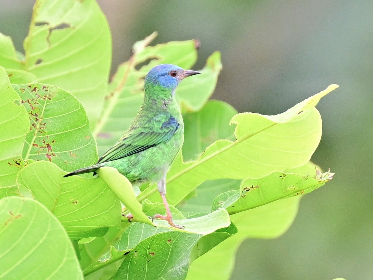 Blue Dacnis - ML642198390