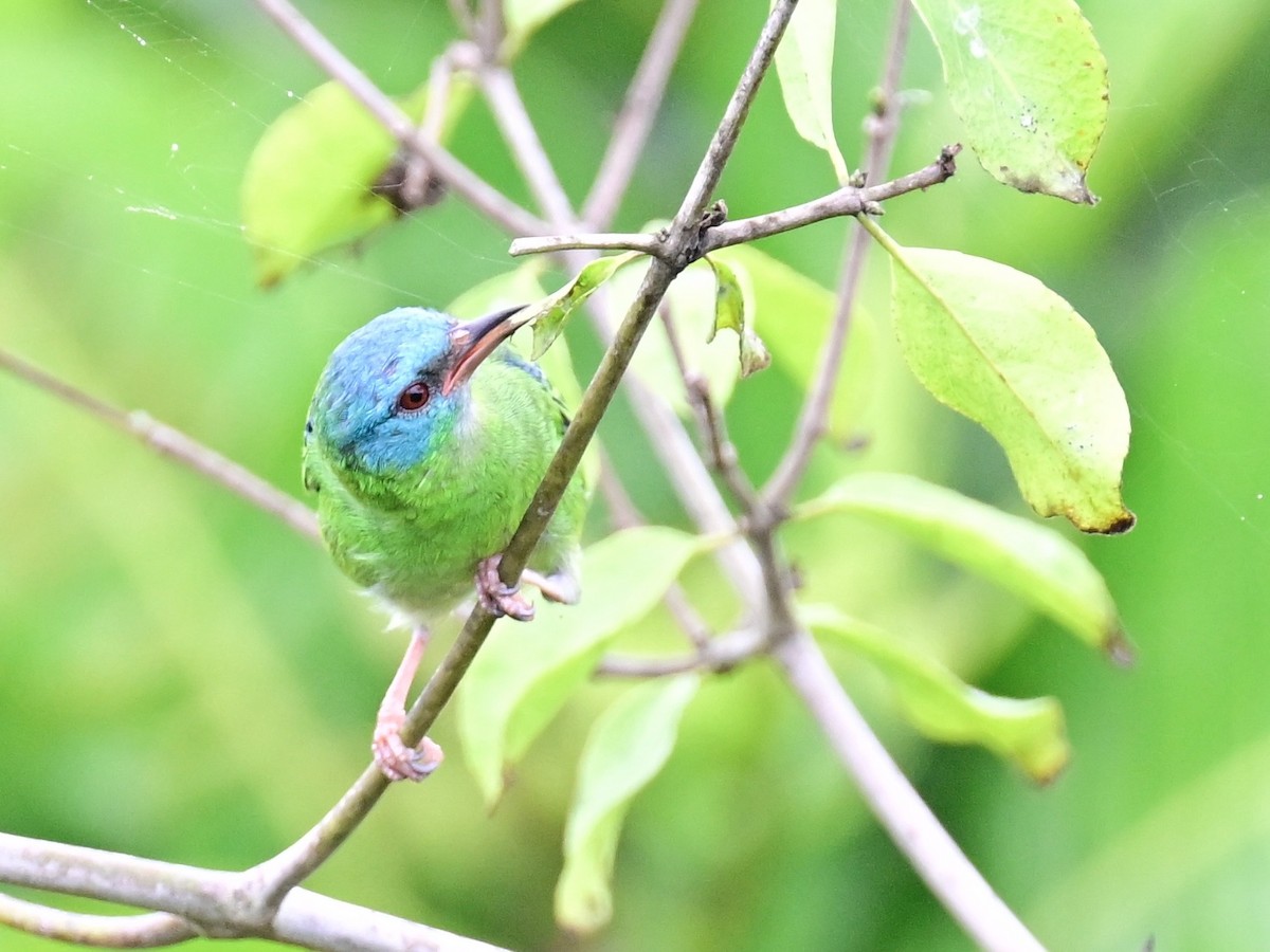 Blue Dacnis - ML642198391