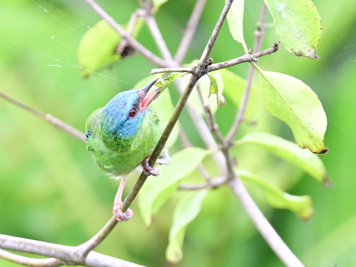 Blue Dacnis - ML642198392