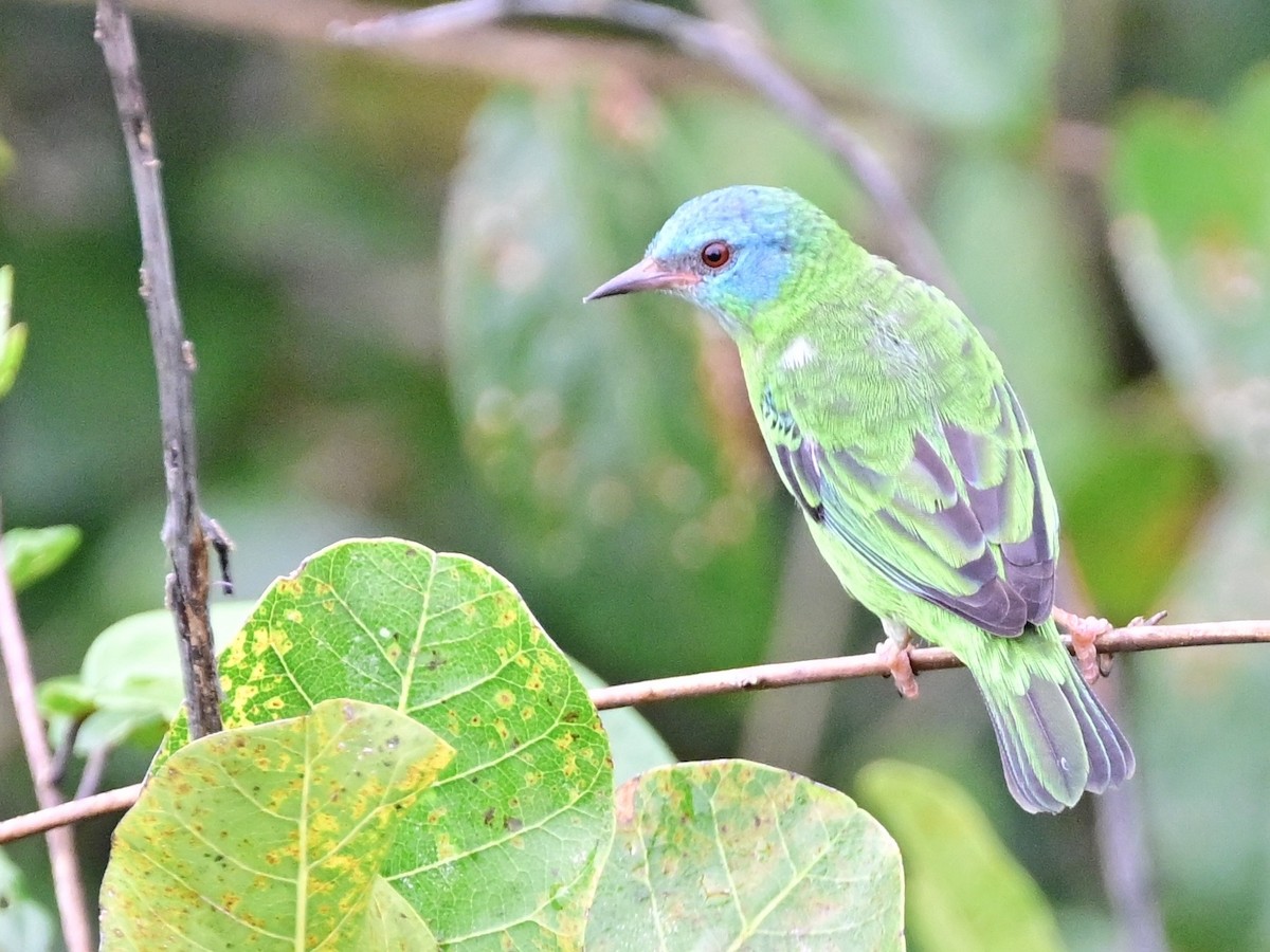 Blue Dacnis - ML642198393
